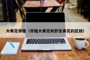大黄花养殖（养殖大黄花和野生黄花的区别）
